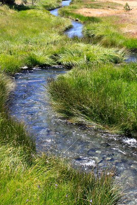 Paulina Creek and its surrounding wet meadows make excellent wildlife habitat. Photo: Betsey Little.