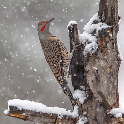 Northern flicker. Photo: Douglas Beall.