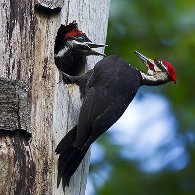 Pileated woodpecker. Photo: Douglas Beall.