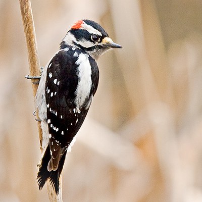 Downy woodpecker. Photo: John Williams.