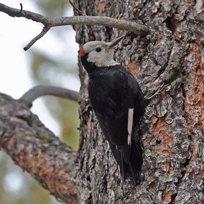 A male white-headed woodpecker. Photo: Lisa Bagwell.