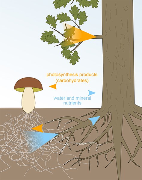 Graphic: Nefronus, Wikimedia Commons.