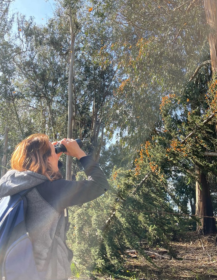 Amanda Egertson marvels at the clusters of Western monarch butterflies at an overwintering site. Photo: Angela Bergelt.