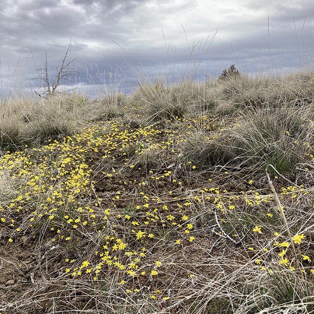 Goldfields bloom at Alder Springs. Photo: Land Trust.