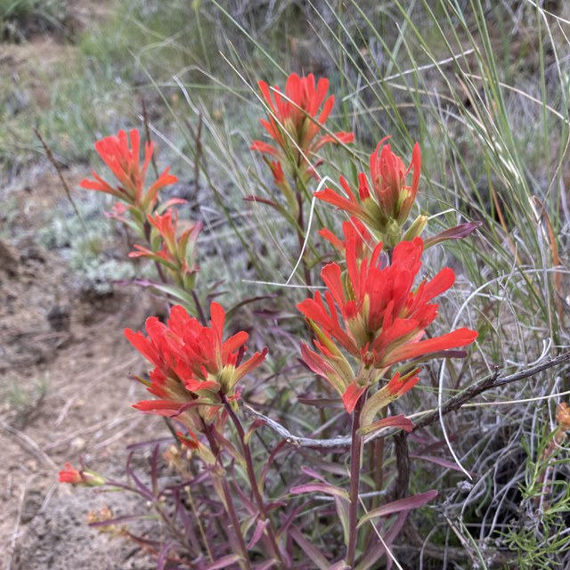 Paintbrush blooms at Whychus Canyon Preserve. Photo: Land Trust.