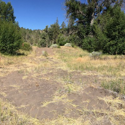 Dry grasses like these can ignite under your hot parked car. Photo: Land Trust.
