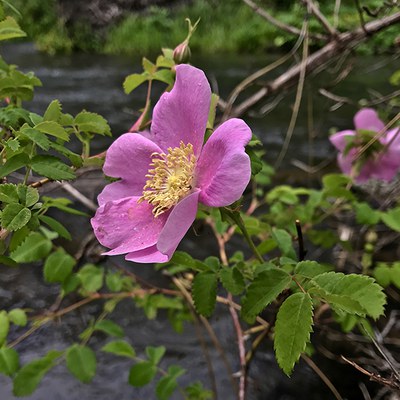Woods' rose. Photo: Joan Amero.
