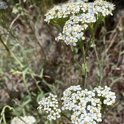 Yarrow. Photo: Joan Amero.