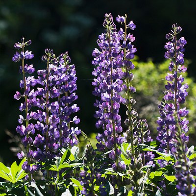 Large-leaved lupine. Photo: Jay Mather.