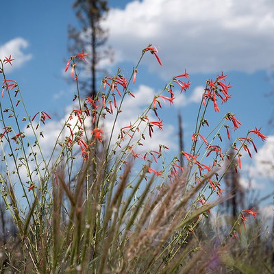 Scarlet gilia. Photo: Kathy Lowery.