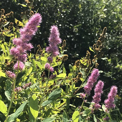 Douglas's spiraea. Photo: Land Trust.