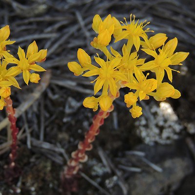 Lanceleaf stonecrop. Photo: M.A. Willson.