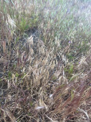 Cheatgrass. Photo: Nicole Gricius.