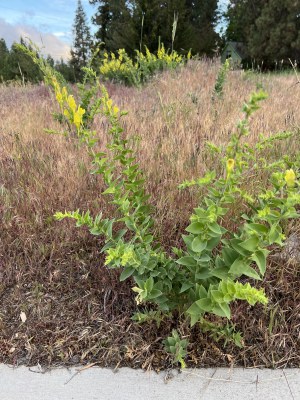 Dalmation toadflax. Photo: Nicole Gricius.