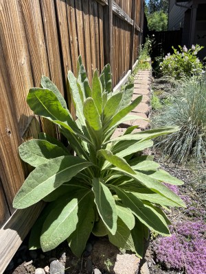 Mullein. Photo: Nicole Gricius.