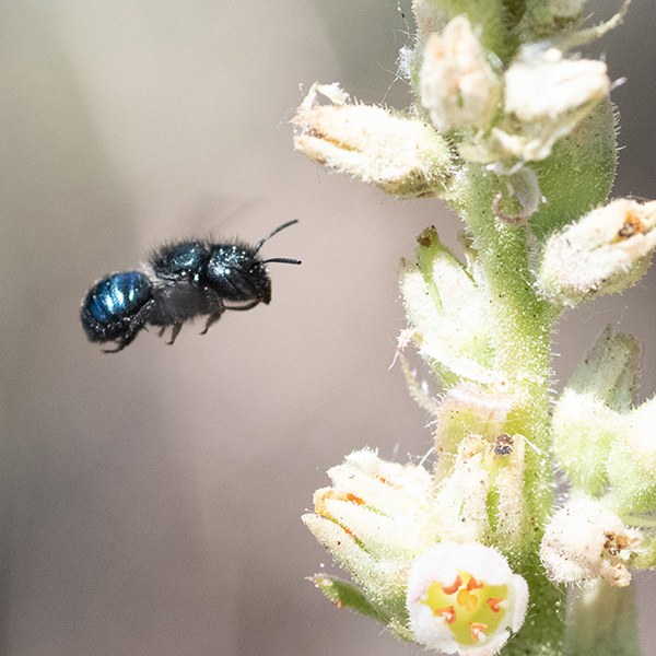 A mason orchard bee. Photo: Barb Rumer.