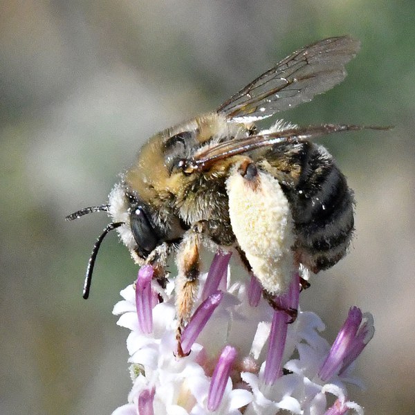 A long-horned bee. Photo: R.L. "Pete" Pedersen.