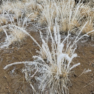  Hoar frost coats a native bunch grass that has gone dormant for the winter. Photo: Kristi Newton.