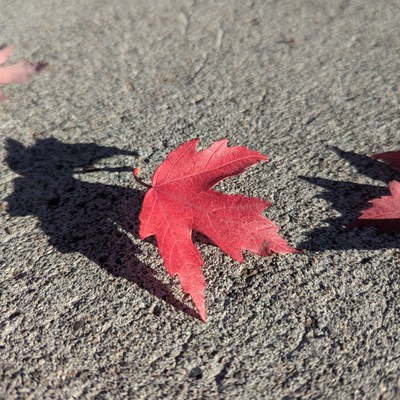 PXL_20251015_235439825.jpg
