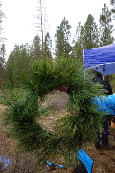 Make a festive holiday wreath for your front door! Photo: Land Trust.