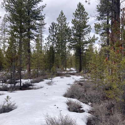  A stand of young lodgepole pines in the snow. Photo: Land Trust.