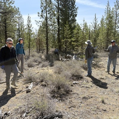  Volunteers help thin small diameter lodgepole pine at an earth day work party.  Photo: Land Trust. 