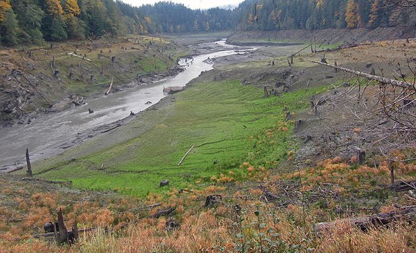 Lake Aldwell a year after the Elwha Dam removal. Photo: Andy Ritchie.