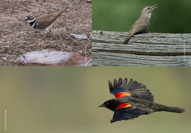 Three different birds one on the ground (upper left), one sitting on a log (upper right), and one soaring through the sky (bottom.)