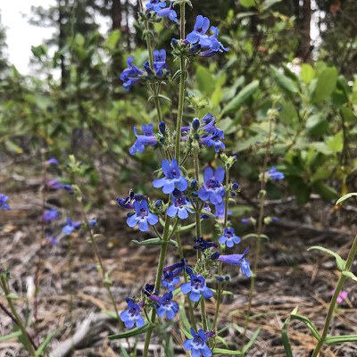Penstemon humilis or lowly penstemon. Photo: Maret Pajutee.