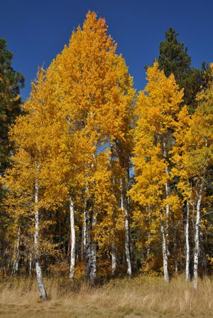 Aspen in the fall. Photo: Byron Dudley.