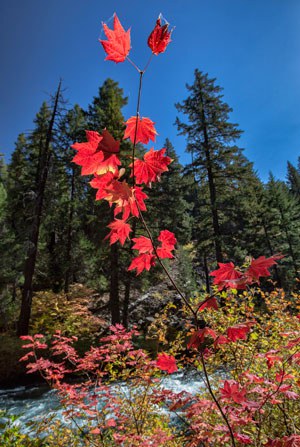 A young vine maple. Photo: Jay Mather.