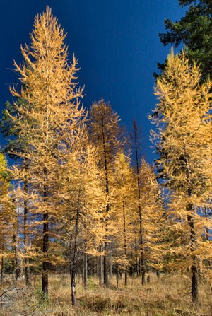 Western larch in the fall. Photo: Jay Mather.