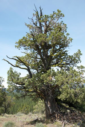 Western juniper. Photo: Land Trust.