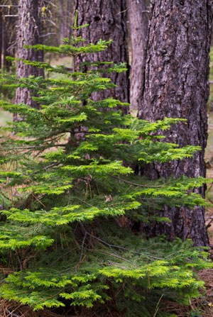 Grand fir. Photo: M.A. Willson.