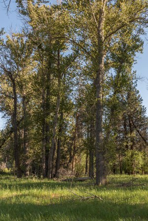 Black cottonwoods. Photo: Tim Cotter.