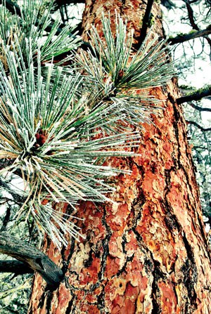 Ponderosa pine. Photo: Land Trust.