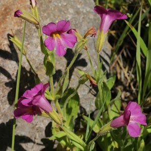 Seep monkeyflower. Photo: Chip Belden.