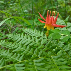 Red columbine. Photo: Joan Amero.