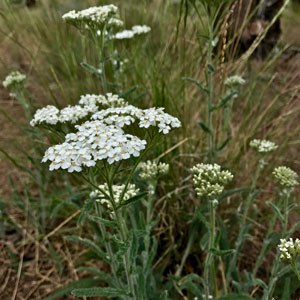 Common yarrow. Photo: Joan Amero.