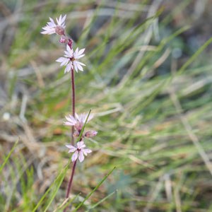 Prairie star. Photo: John Williams.