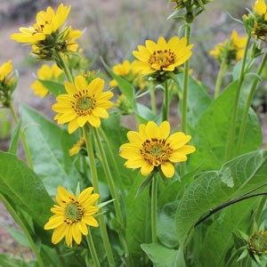 Arrowleaf balsamroot. Photo: Land Trust.