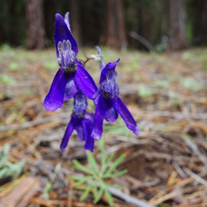 Common larkspur. Photo: Land Trust.