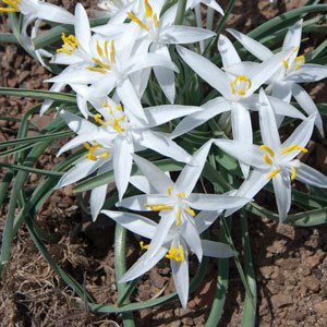 Sand lilies. Photo: Land Trust.