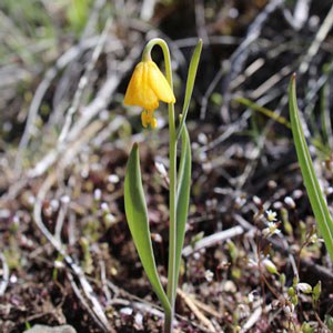 Yellow bell. Photo: Land Trust.