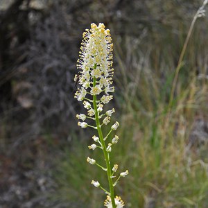 Death camas. Photo: MA Willson.