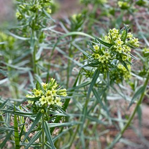 Columbia puccoon. Photo: Joan Amero.