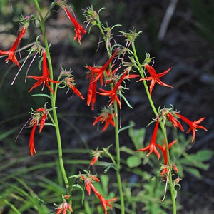 Scarlet gilia. Photo: M.A. Willson.