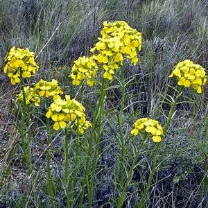 Western wallflower. Photo: M.A. Willson.