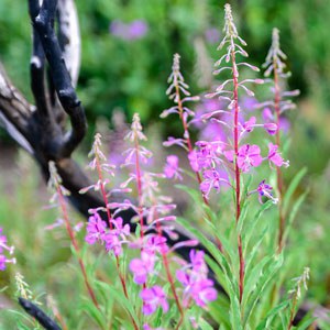 Fireweed. Photo: Malcolm Lowery.