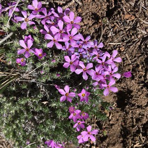 Spreading phlox. Photo: Land Trust.